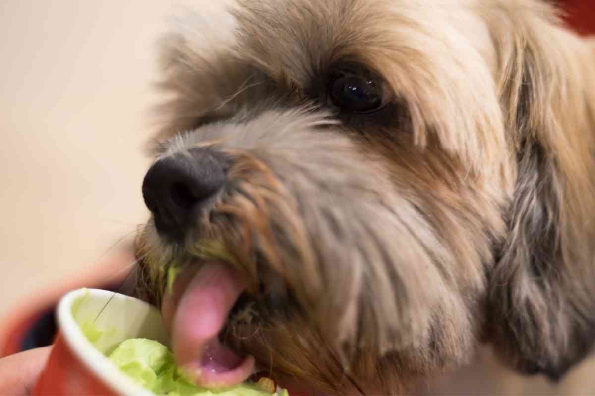 Can Dogs Eat A Vanilla Frosty From Wendy’s? 7 Important Considerations 2