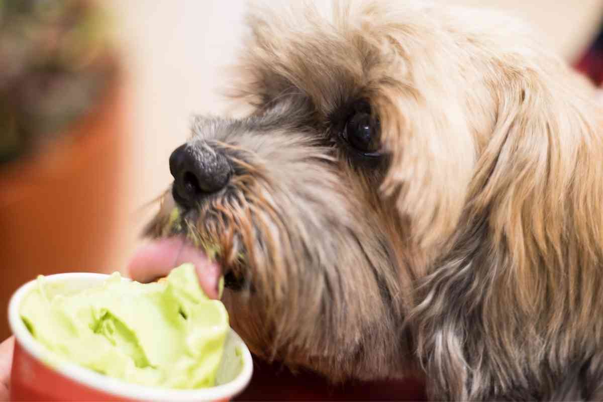 Can Dogs Eat A Vanilla Frosty From Wendy’s? 7 Important Considerations 1