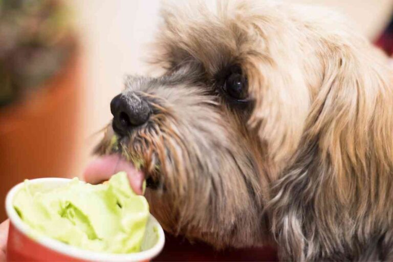 Can Dogs Eat A Vanilla Frosty From Wendy’s? 7 Important Considerations