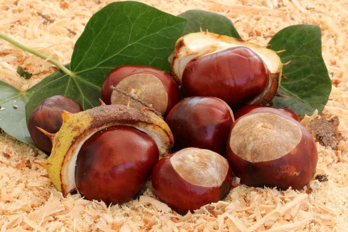 Can Dogs Eat Chestnuts? A 9-Point Nutritional Breakdown 1