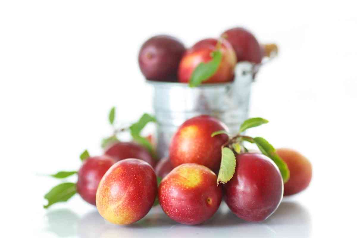 Can Dogs Have Cherry Plums? Pros And Cons 2