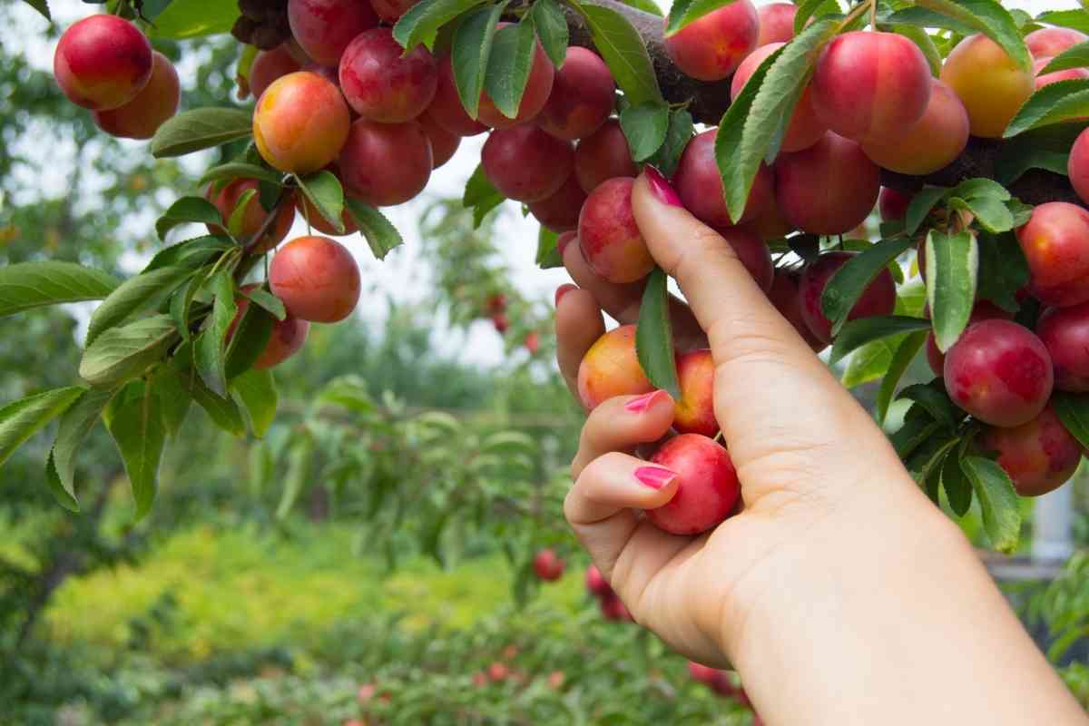 Can Dogs Have Cherry Plums? Pros And Cons 1