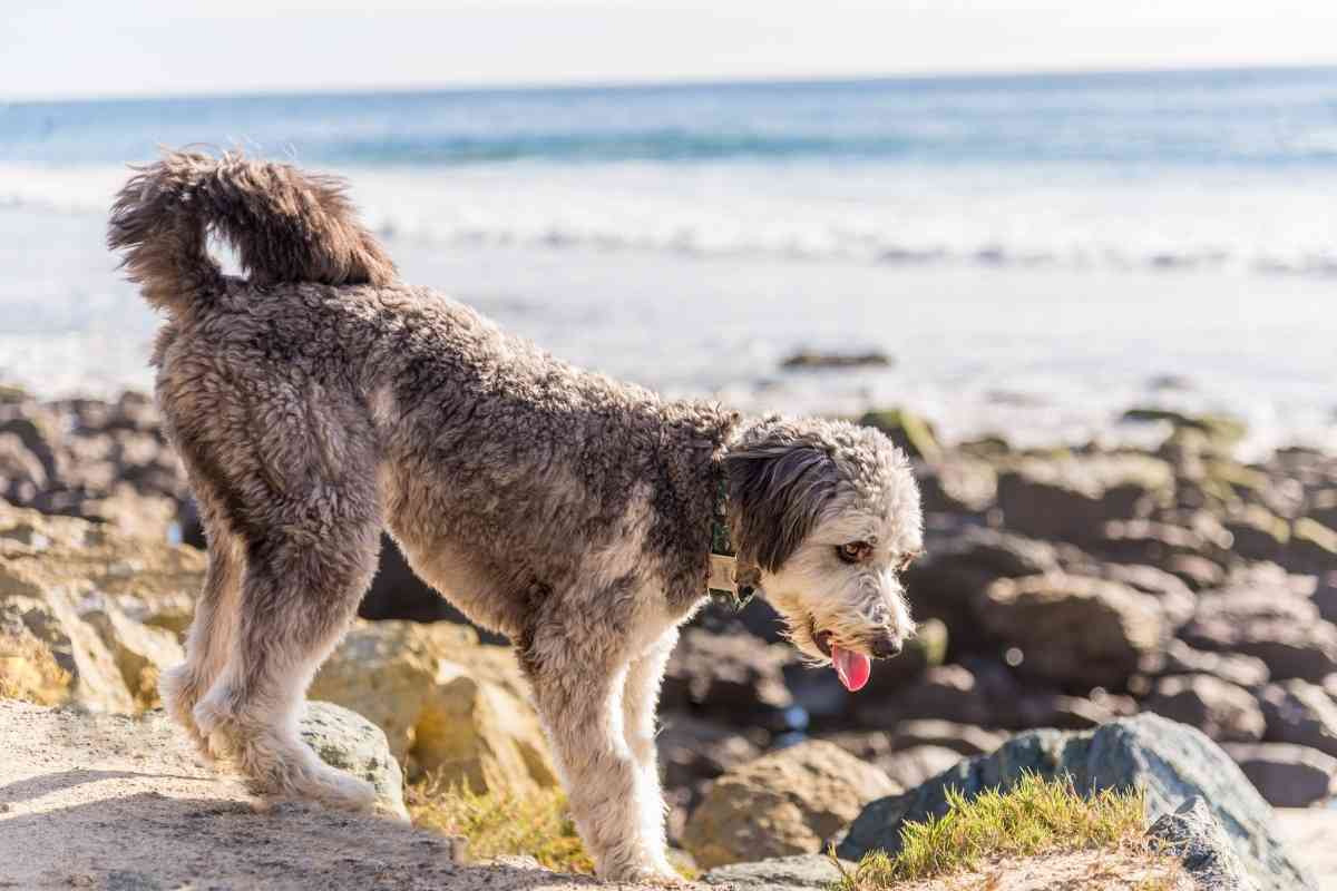 Can My Goldendoodle Be Merle? 1