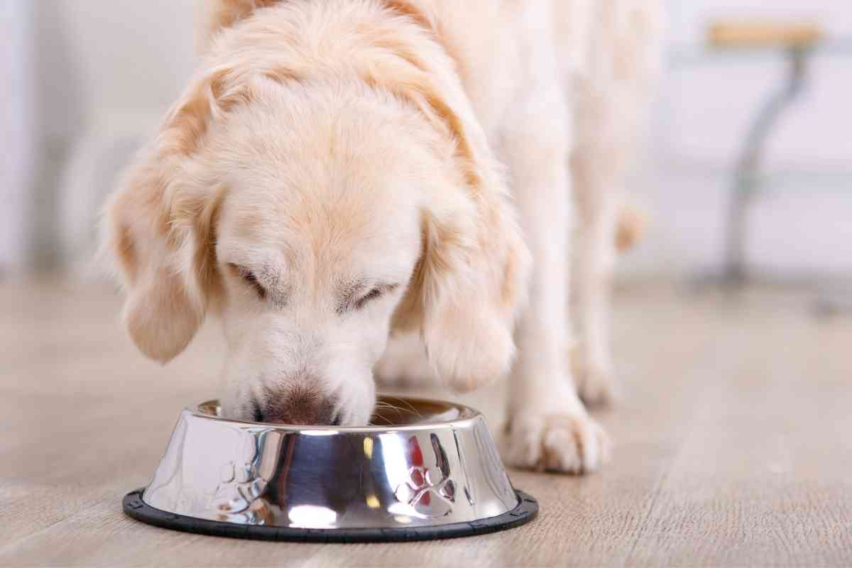 Can Puppies Eat Cheerios? The Ultimate Guide Goldendoodle Advice