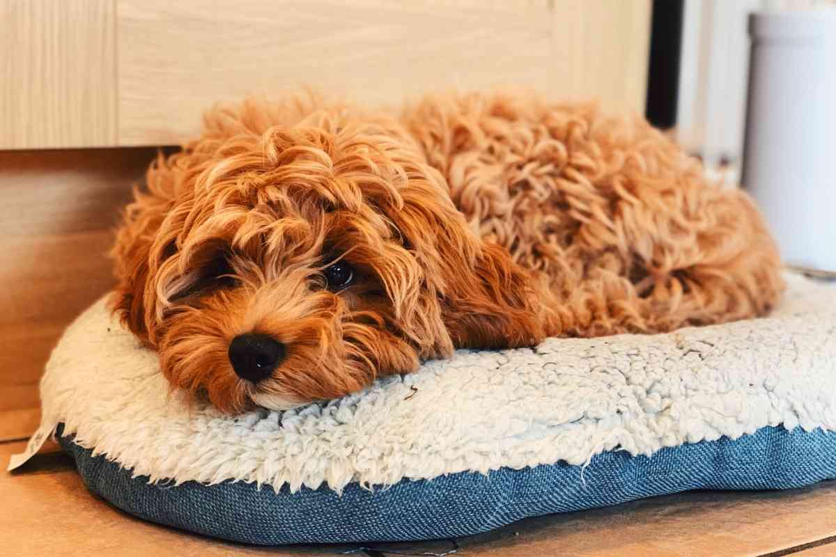 4 Factors That Influence Whether Or Not A Cavapoo Sheds 2