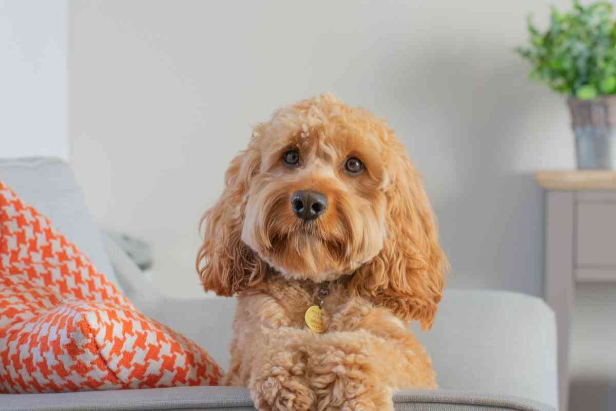 4 Factors That Influence Whether Or Not A Cavapoo Sheds 1