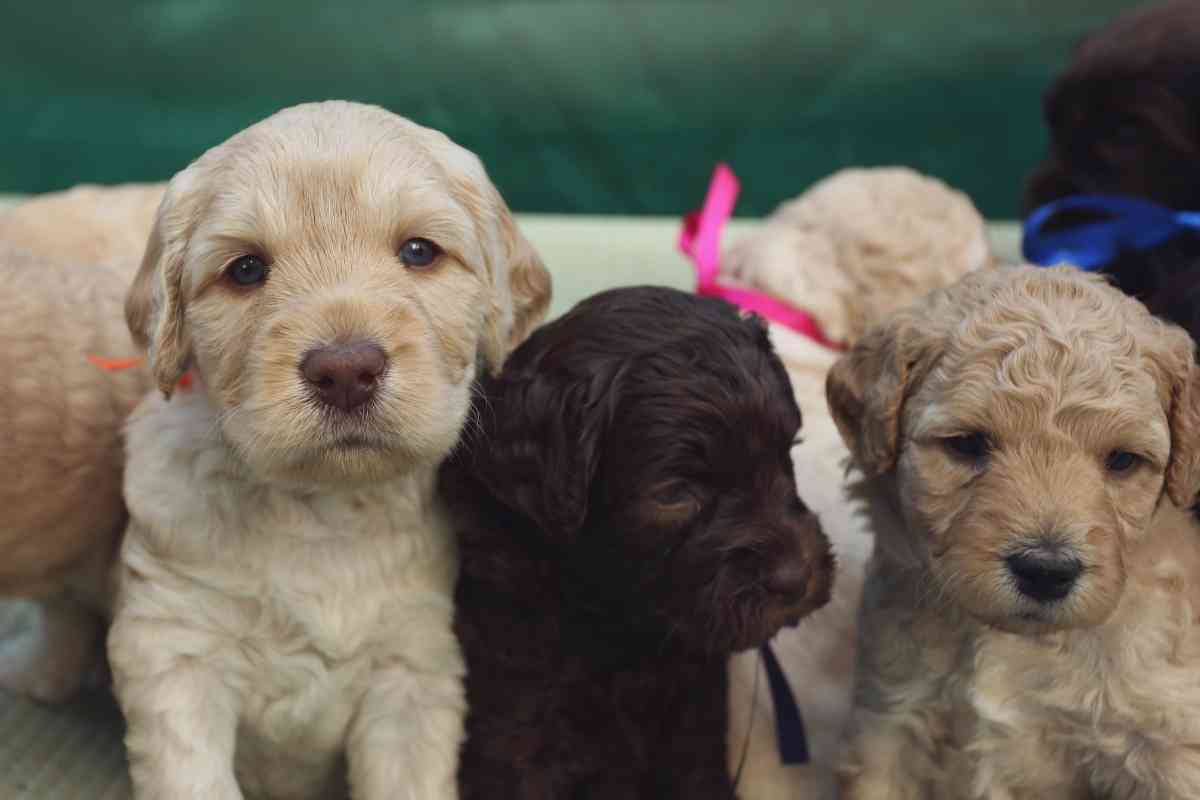 Do Labradoodle Puppies Shed? 3 Proven Ways To Reduce Shedding 2