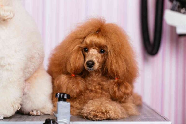 How Fast Does Poodle Hair Grow? 3 Poodle Hair Growth Stages Explained!
