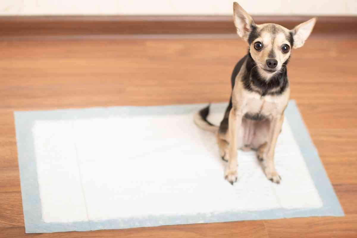 5 Factors That Affect How Long A Puppy Can Hold Their Poop 2