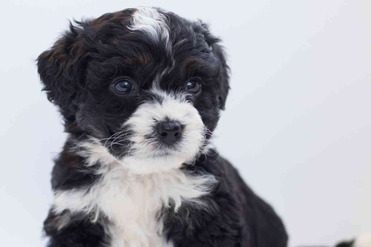 How Much Is A Bernedoodle Puppy? 6 Main Influences 1