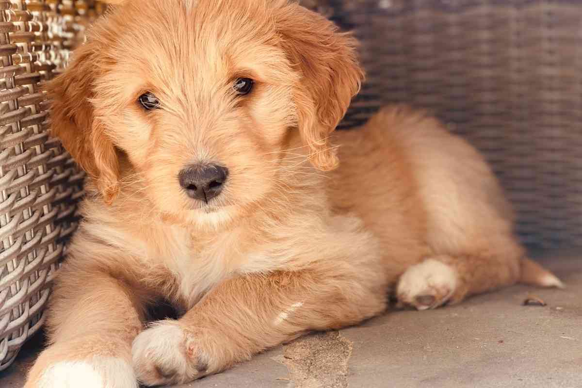 How Much To Feed A Goldendoodle Puppy: A 6-Stage Guide 2