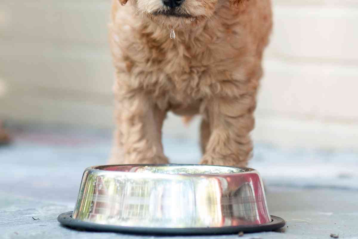 How Much To Feed A Goldendoodle Puppy A 6Stage Guide Goldendoodle