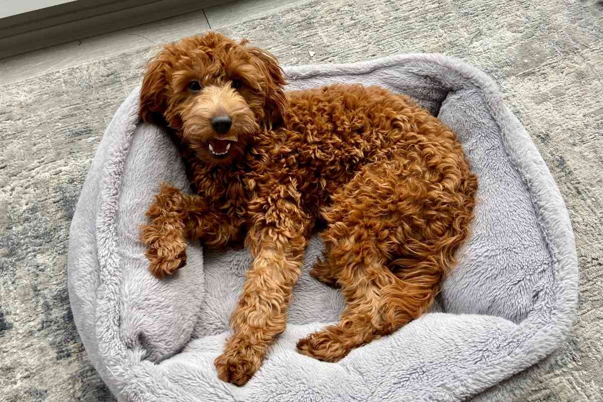 How Often Should You Brush A Goldendoodle Puppy? Goldendoodle Advice