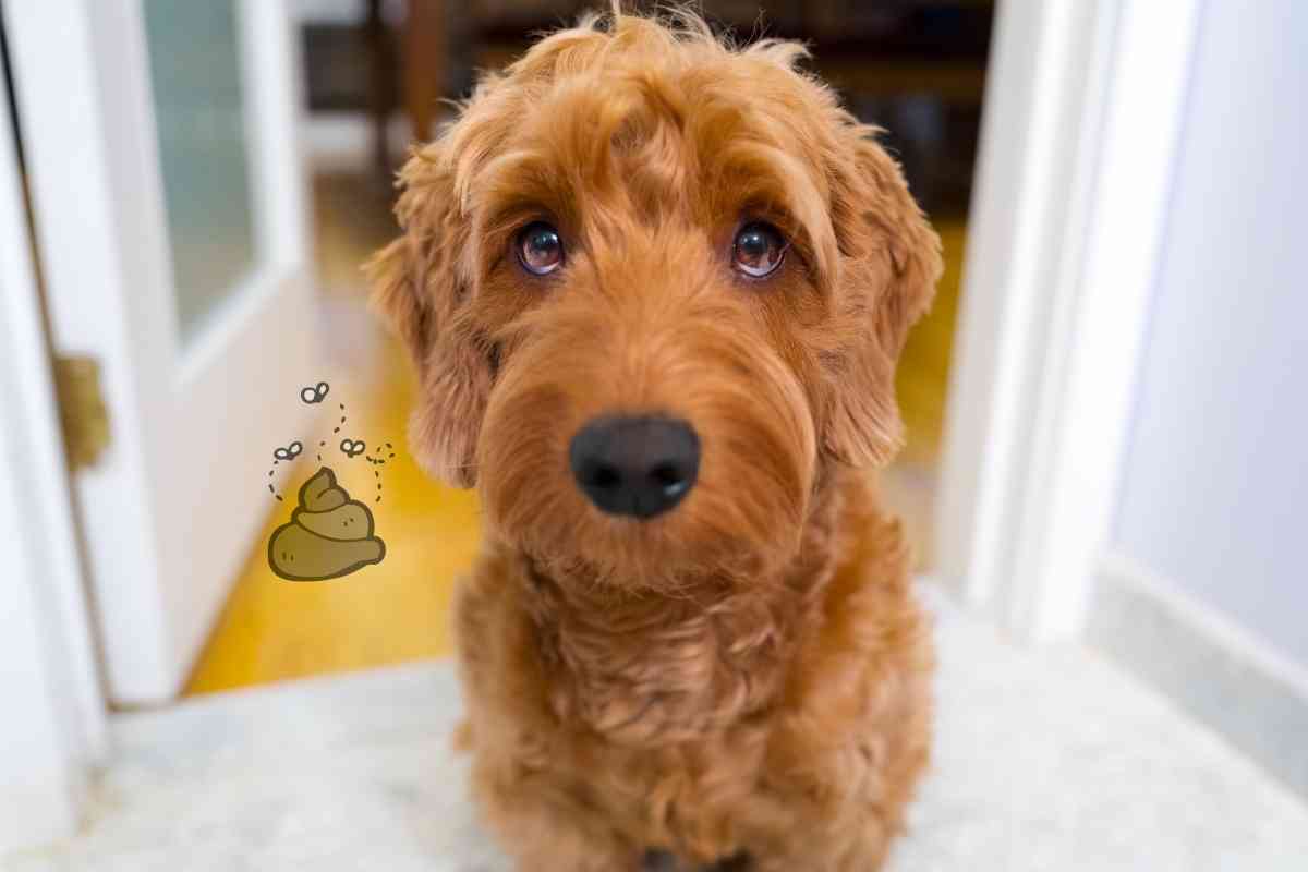 How To Settle A Dog s Upset Stomach And Diarrhea Goldendoodle Advice