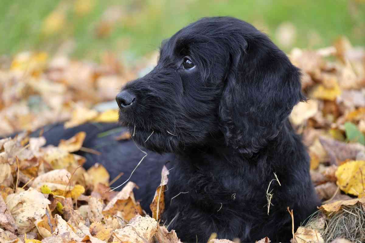 How To Tell What Kind Of Coat A Labradoodle Puppy Will Have 2
