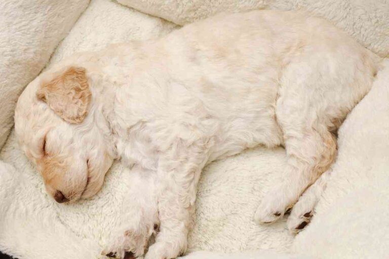 How To Tell What Kind Of Coat A Labradoodle Puppy Will Have