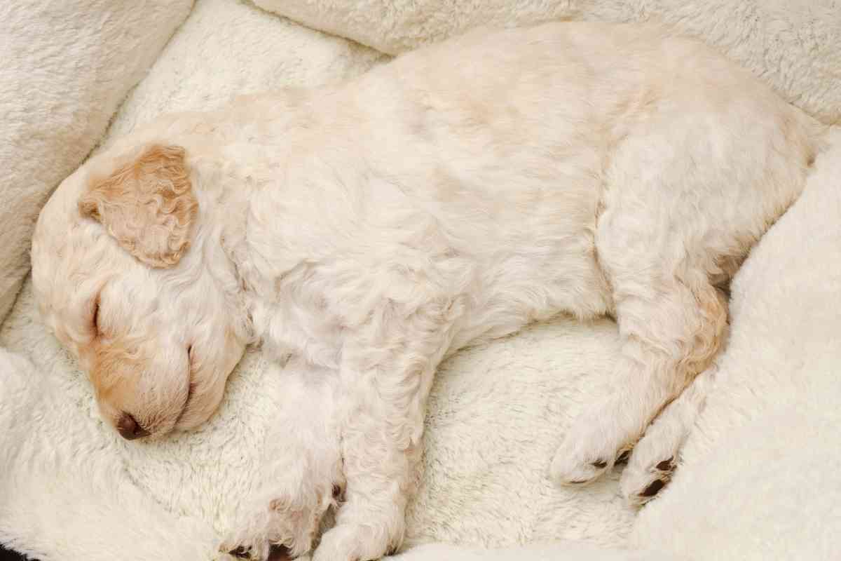 Do Labradoodle Puppies Shed Their Puppy Coat