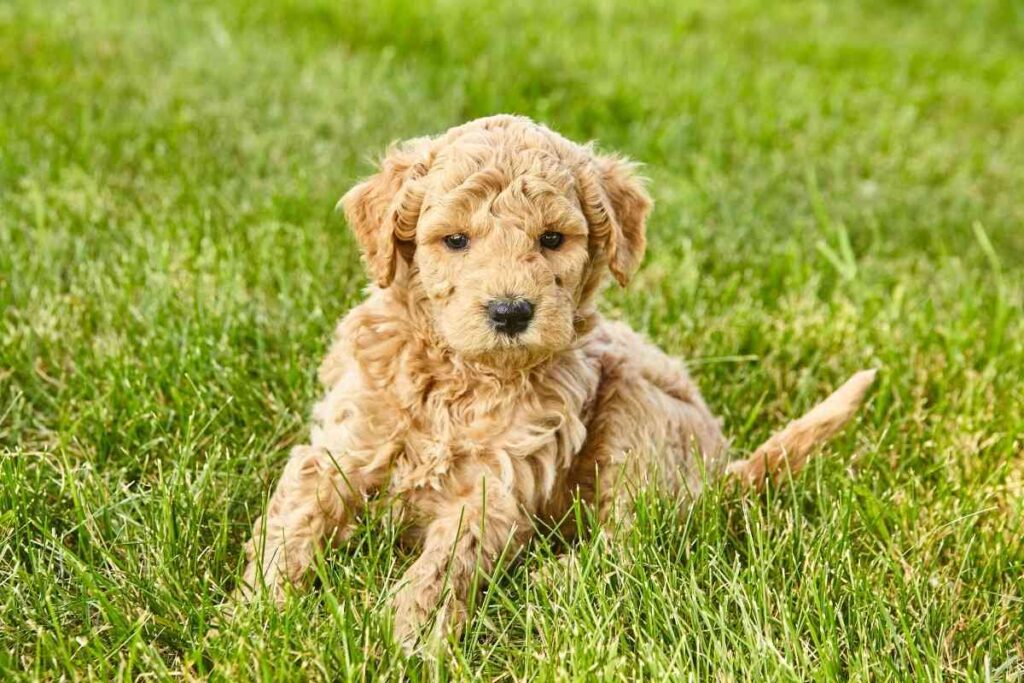 A Monthly Guide To Feeding Your Mini Goldendoodle Puppy Goldendoodle