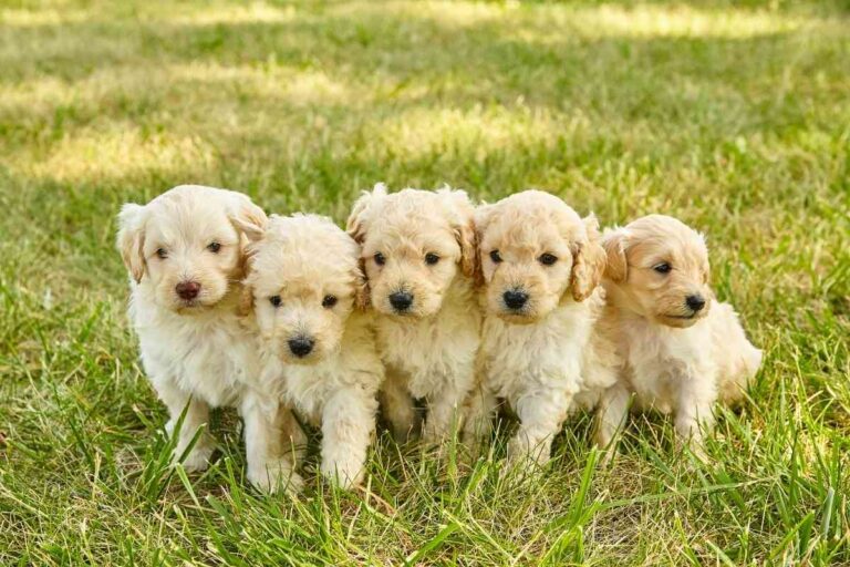 A Monthly Guide To Feeding Your Mini Goldendoodle Puppy