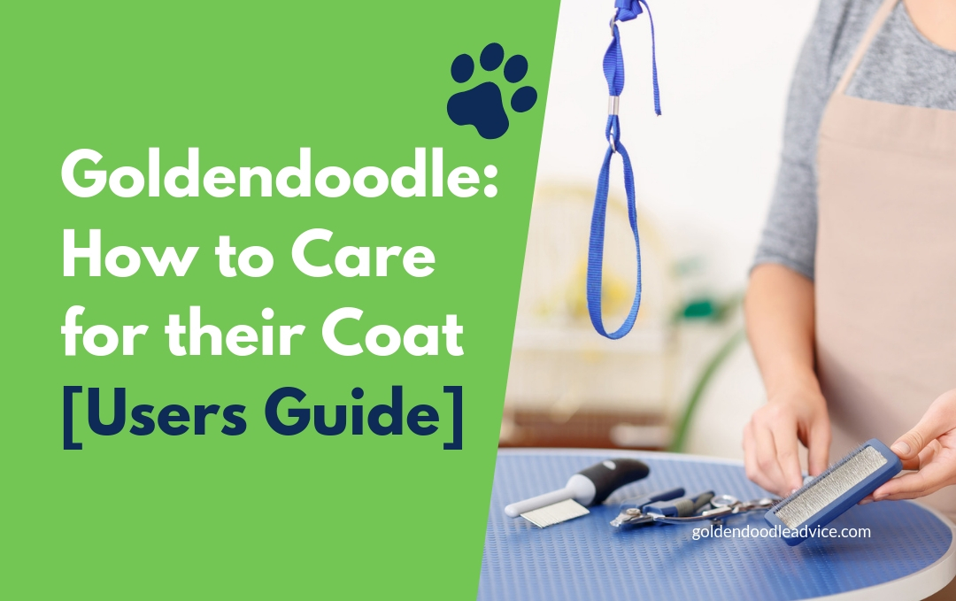 How To Brush A Goldendoodle And Care For Goldendoodle Hair 1
