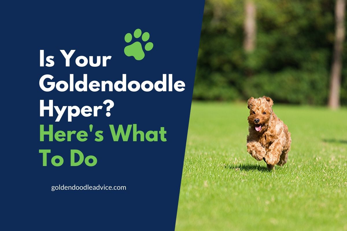 Are Goldendoodles Hyper? Here’s What To Do 1