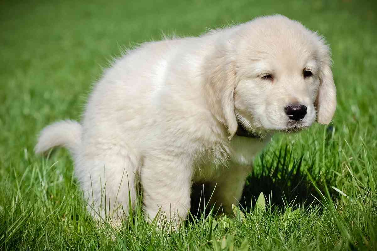 The Ultimate Guide To Potty Training Your Goldendoodle Puppy 1