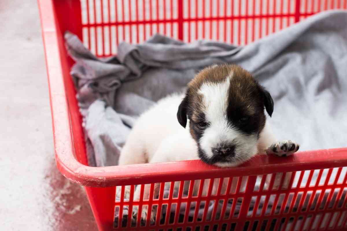 7 Reasons Your Puppy Is Having Diarrhea At Night 2