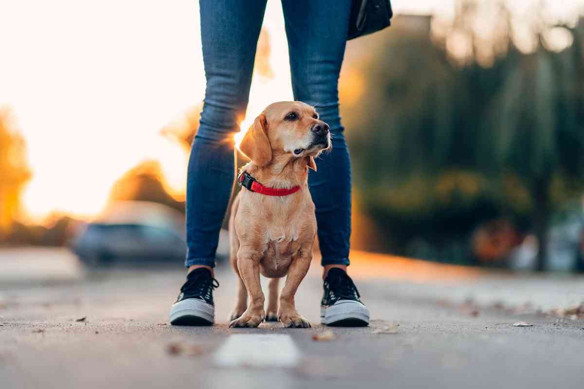 5 Reasons Dogs Lick Your Legs When You Sweat 2