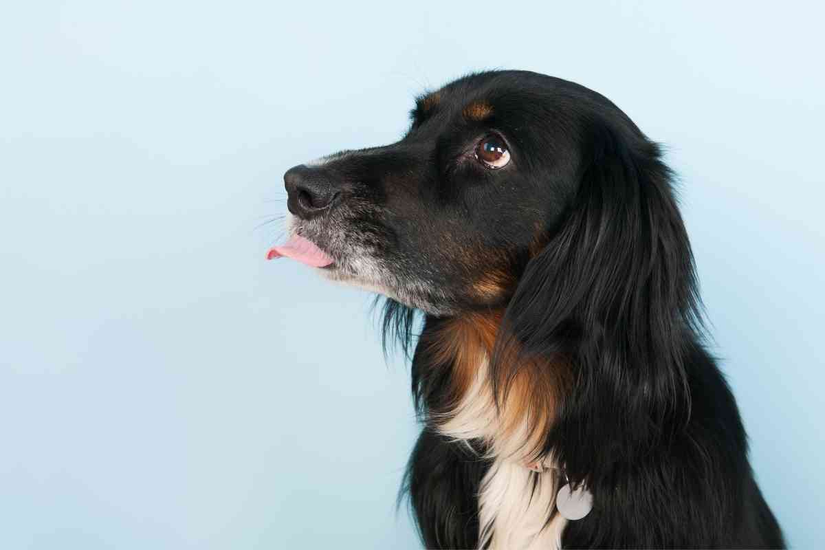 5 Reasons Dogs Lick Your Legs When You Sweat 1