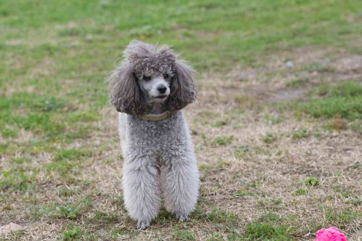 What Color Will My Poodle Puppies Be? 11 Solid Color Patterns 3