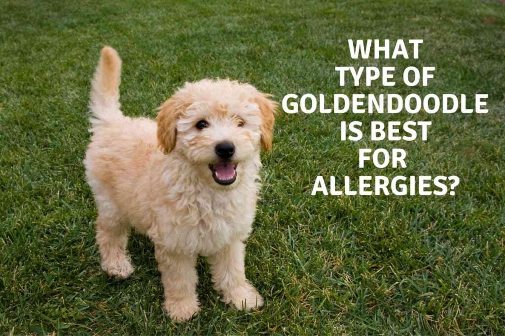 What Type of Goldendoodle Is Best For Allergies? Goldendoodle Advice