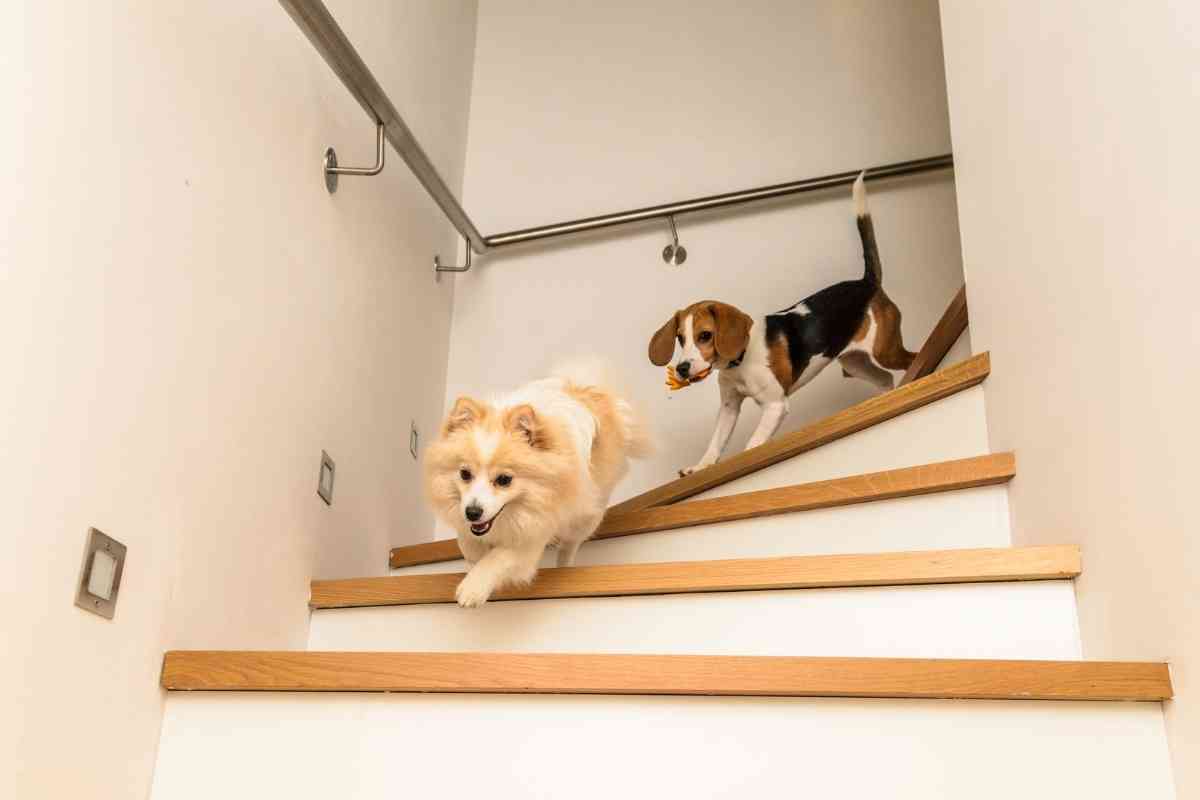 When Can Puppies Go Up And Down Stairs? Tips To Tell It’s Time! Goldendoodle Advice