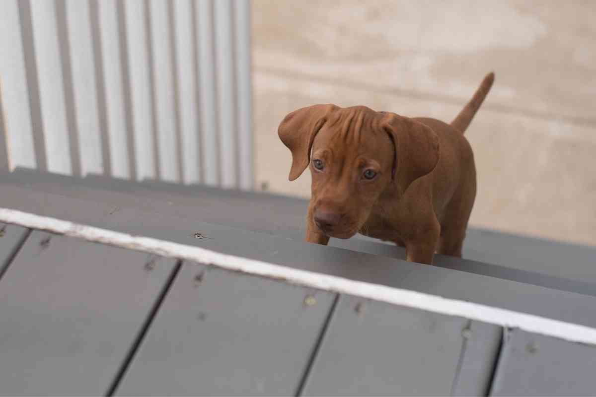 When Can Puppies Go Up And Down Stairs? Tips To Tell It’s Time! 1