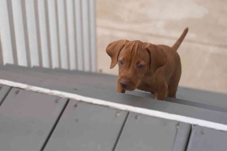 When Can Puppies Go Up And Down Stairs? Tips To Tell It’s Time!