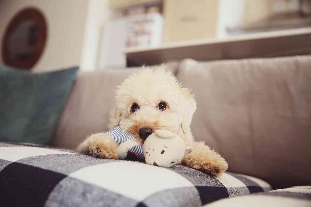When Do Poodles Lose Their Puppy Coats? The Ultimate Guide