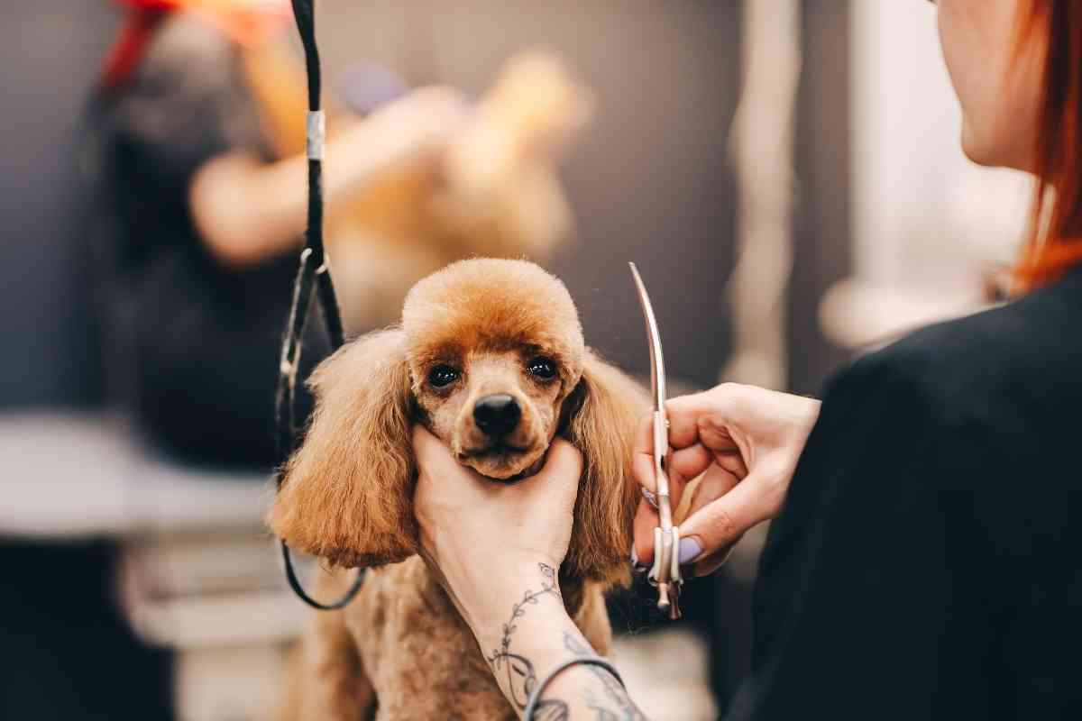 When Should You Cut A Poodle’s Hair? Explained! 2