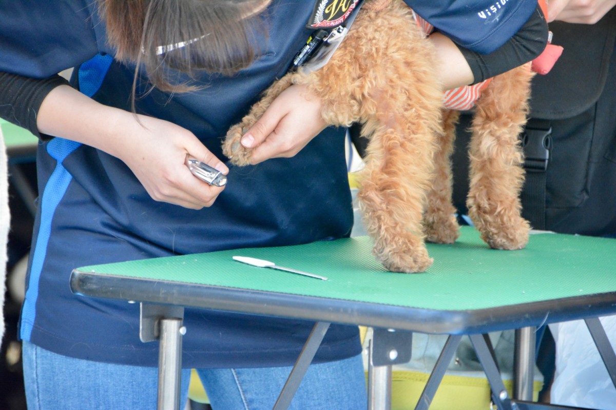 Goldendoodle First Haircut? When Do Goldendoodles Really Need A Haircut? 1