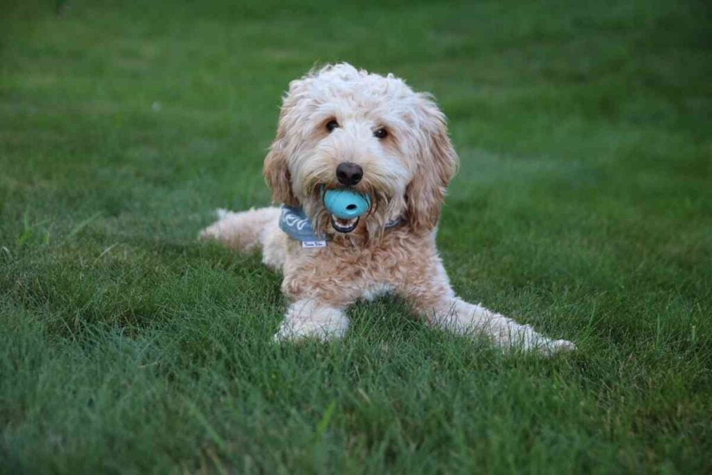 Goldendoodle Exercise Needs: Veterinarian Guidelines for Puppies ...