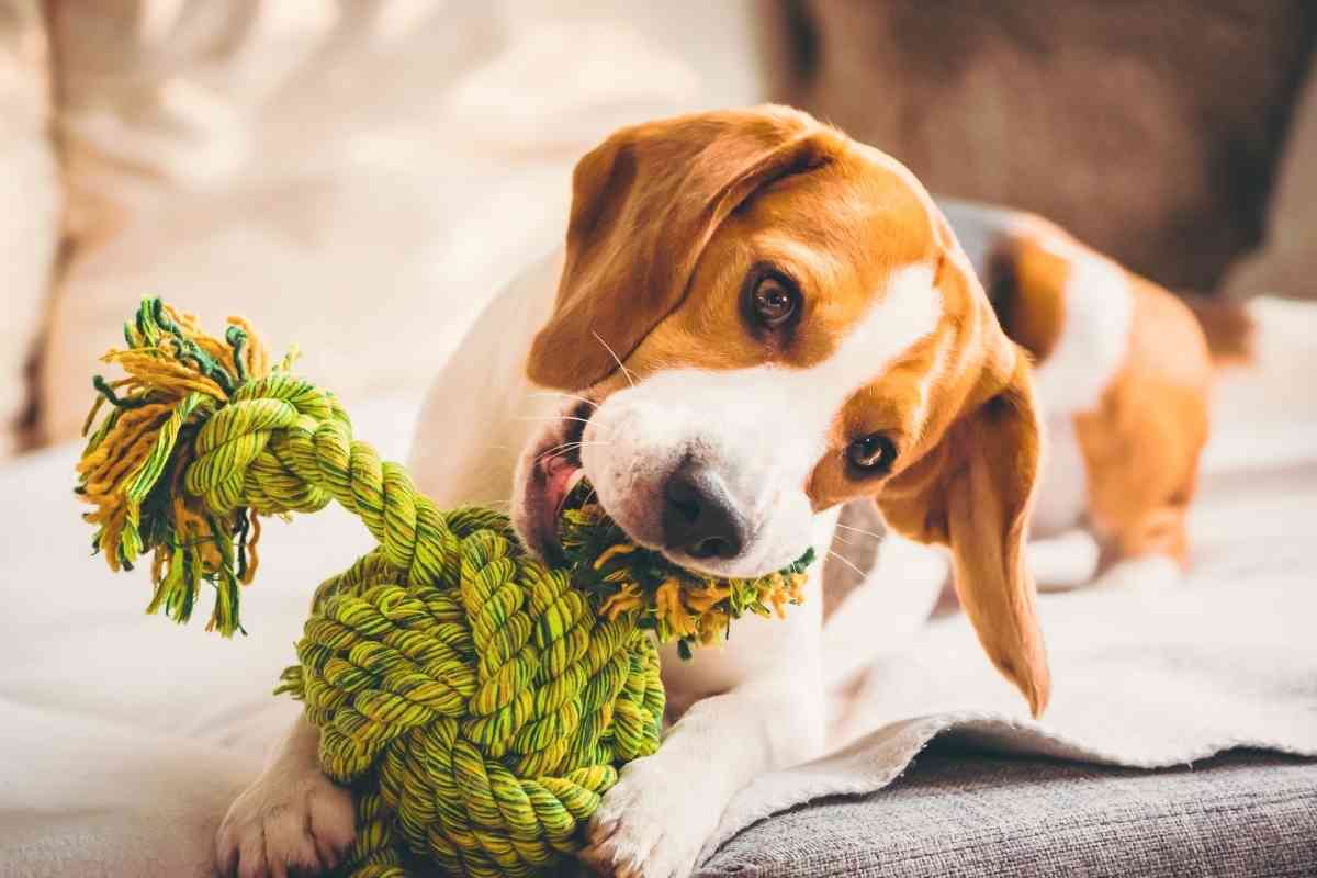 are rope toys safe for puppies