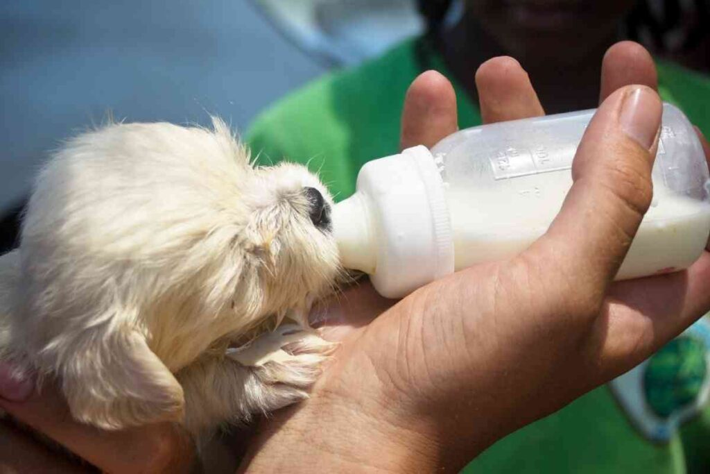 Can Puppies Drink Evaporated Milk Is It Safe Goldendoodle Advice