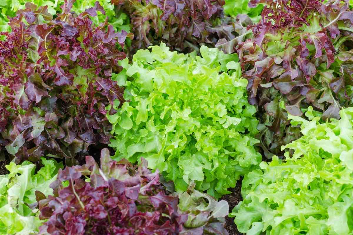 Can Puppies Eat Lettuce? How To Feed Them Safely 1