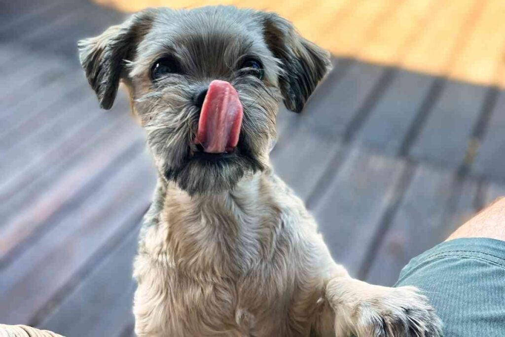 Can Puppies Eat Plums? SHOULD Puppies Eat Plums? Goldendoodle Advice