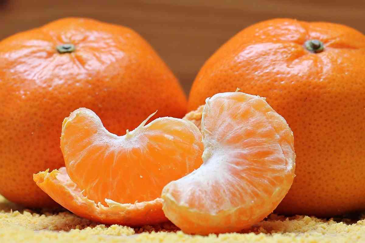 Can Puppies Eat Tangerines? Is Citrus Safe For Puppies? 1