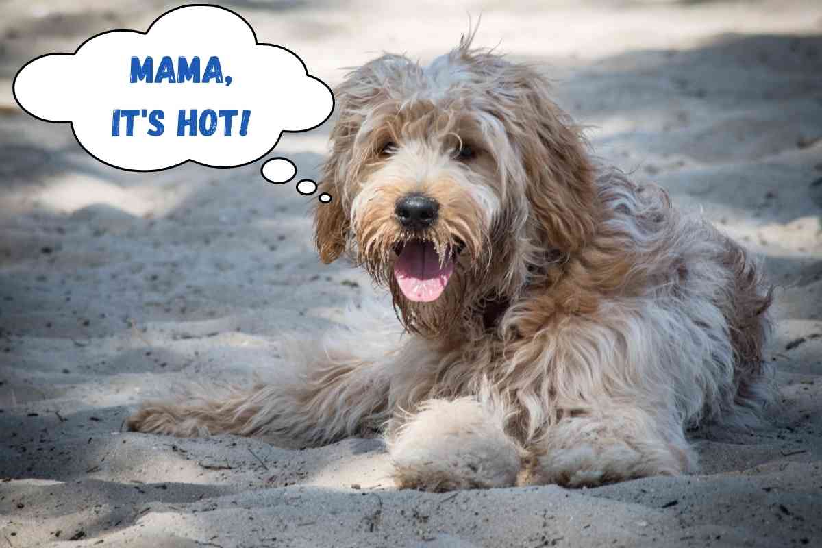 Do Goldendoodles Get Hot Easily? 1