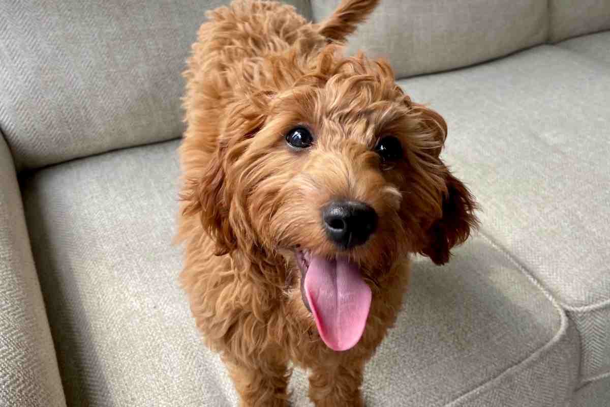 How Long Can Goldendoodles Be Left Alone? 1