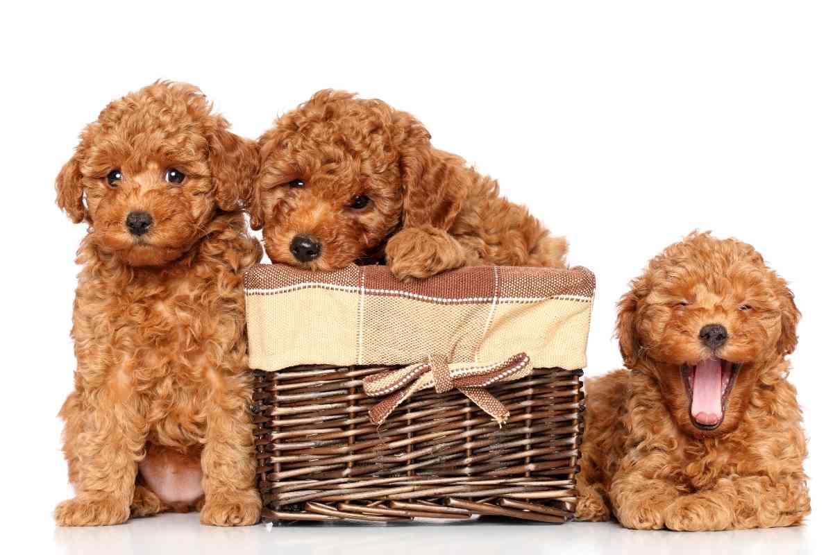 8 Factors Affecting The Price Of A Standard Poodle Puppy 2
