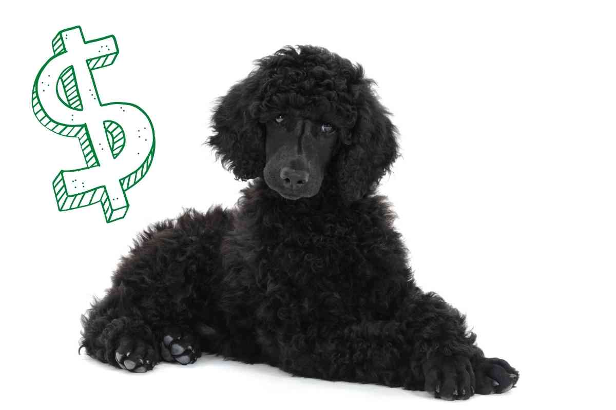 8 Factors Affecting The Price Of A Standard Poodle Puppy 1