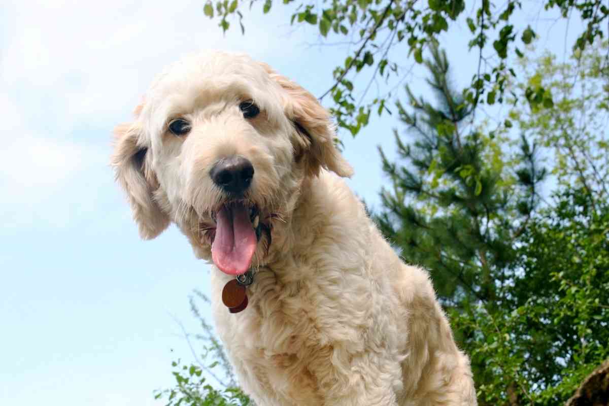 Panting In Goldendoodles (8 Explanations Direct From A Vet!) 1