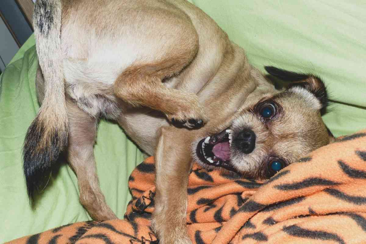5 Reasons Your Puppy Acts Crazy At Night And What You Can Do About It 1