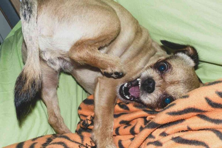 5 Reasons Your Puppy Acts Crazy At Night And What You Can Do About It